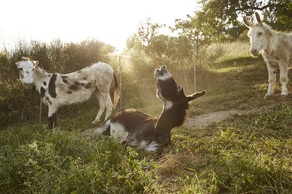 Agriturismo Ca' Del Ciuco Vezzano sul Crostolo エクステリア 写真