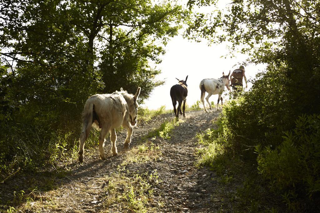 Agriturismo Ca' Del Ciuco Vezzano sul Crostolo エクステリア 写真